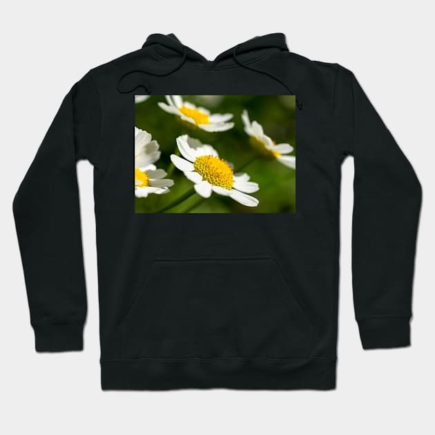 Daisies Hoodie by mariola5